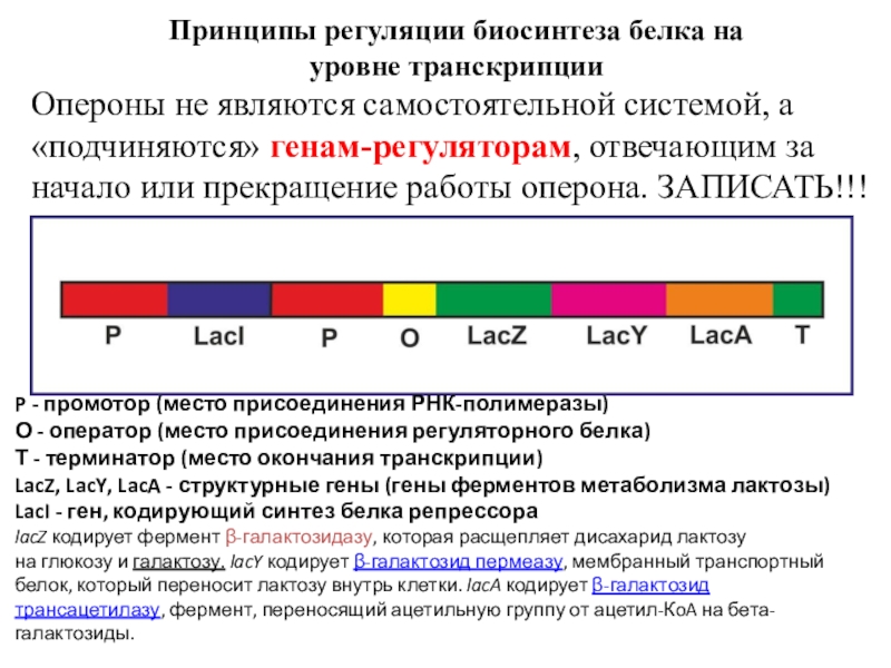 Ген кодирует синтез