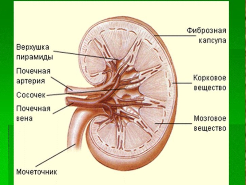 Пирамида мозгового вещества. Почка анатомия. Почки анатомия человека. Строение почки человека анатомия.