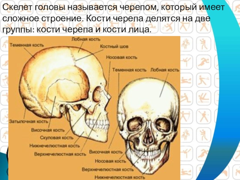 Части головы как называются картинки