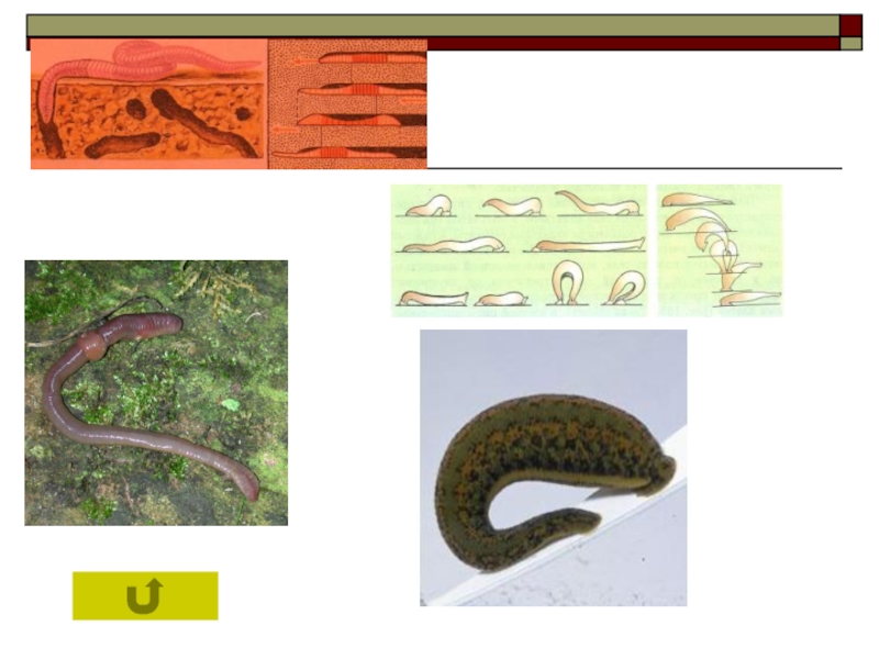 Презентация способы передвижения животных полости тела 7 класс