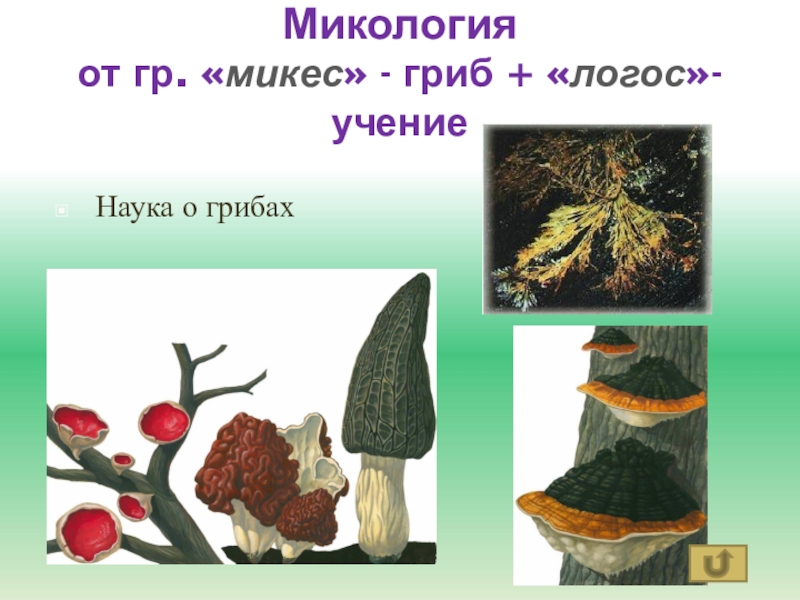 Микология презентация 5 класс