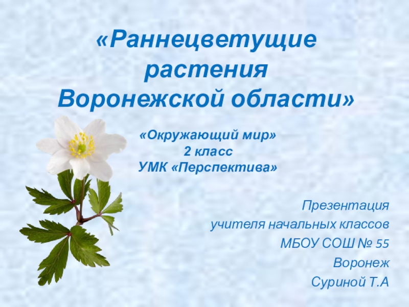Презентация Презентация по окружающему миру Раннецветущие растения Воронежской области