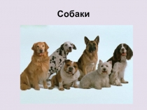 Презентация к уроку Домашние животные. Собаки