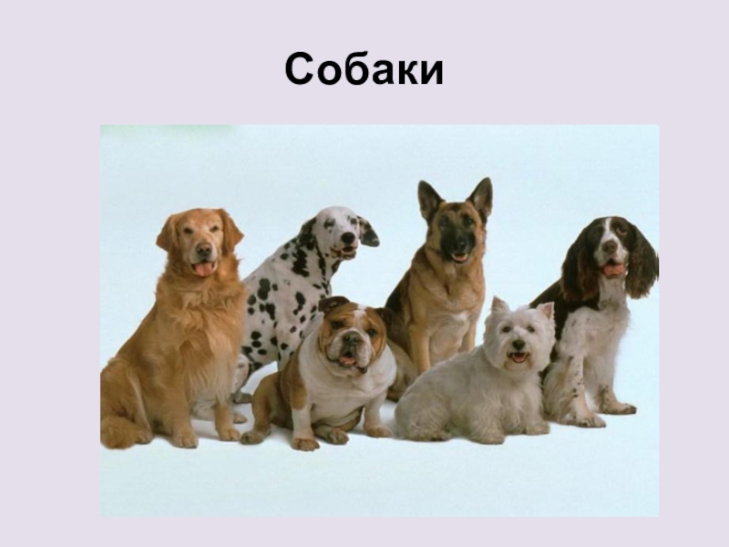 Презентация Презентация к уроку Домашние животные. Собаки