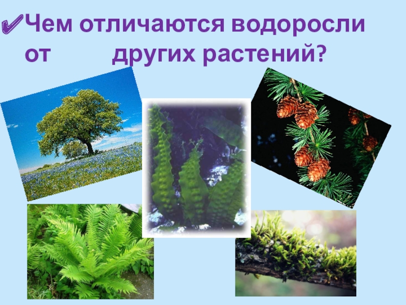 Отличие водорослей. Чем водоросли отличаются от других растений. Водоросли в отличие от других групп растений. Отличие водорослей от высших растений. Водные растения и водоросли разница.