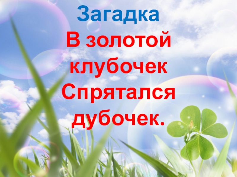 В золотой клубочек спрятался дубочек. Загадка в клубочек спрятался золотой. В золотой клубочек спрятался дубочек ответ на загадку. Собери загадку золотой клубочек в дубочек спрятался.