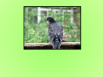 Разработка урока с презентацией по познанию мира Многообразие животного мира 3 класс