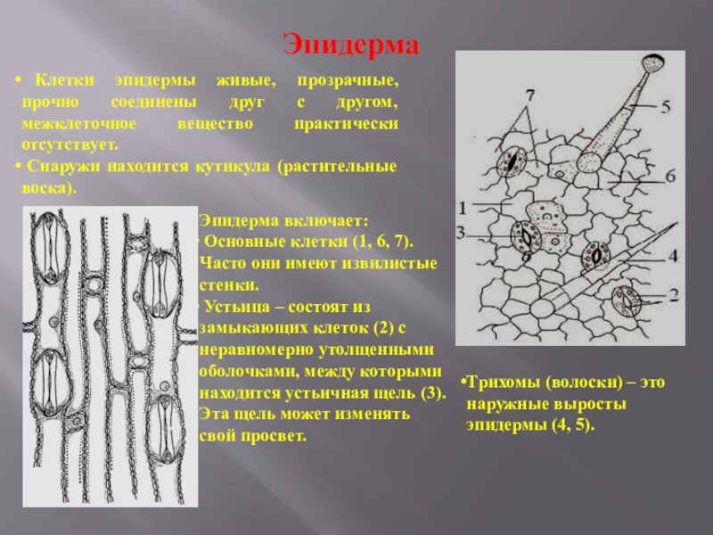 Эпидерма. Эпидерма побега. Клетка эпидермы лука. Эпидерма рисунок. Строение эпидермы.