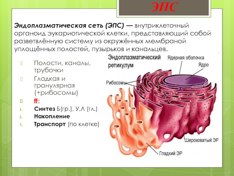 Пузырьков эпс. Эндоплазматическая сеть эукариотической клетки строение и функции. Эндоплазматическая мембрана. Гладкая и гранулярная эндоплазматическая сеть. Эндоплазматическая сеть (ЭПС).