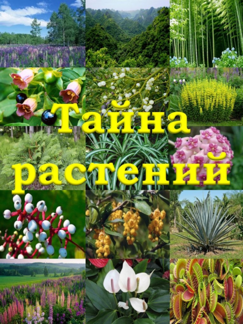 Тайна растений. Тайны растений. Тайна растений 3 класс окружающий мир. Секреты растений окружающий мир. Тайны растения 3 класс.