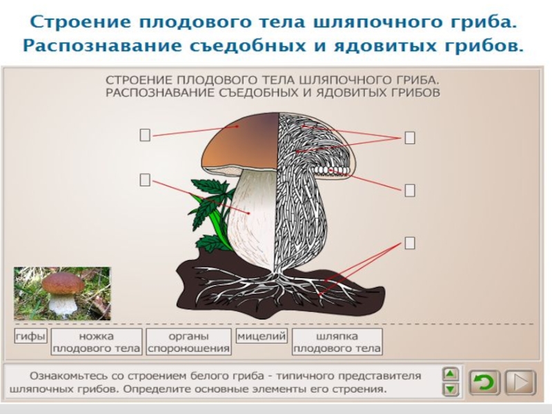 У подосиновика образуется плодовое тело. Схема плодовое тело шляпочного гриба. Шляпочные грибы грибница строение. Строение шляпочного гриба строение. Модель шляпочного гриба биология 5 класс.