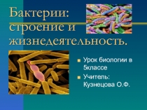 Презентация по биологии на тему  Бактерии: строение и жизнедеятельность 5класс по ФГОС
