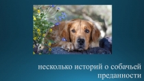 истории о собаках
