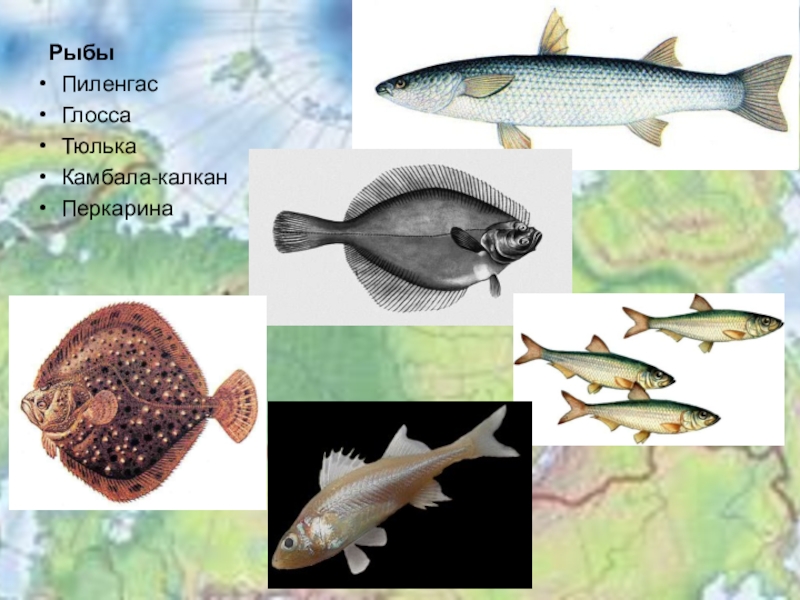 Рыба азовского моря список с фото и описанием