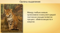 Презентация по биологии на тему Органы выделения (7класс)