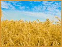 Презентация к уроку по окружающему миру на тему От зерна до каравая (2 класс)