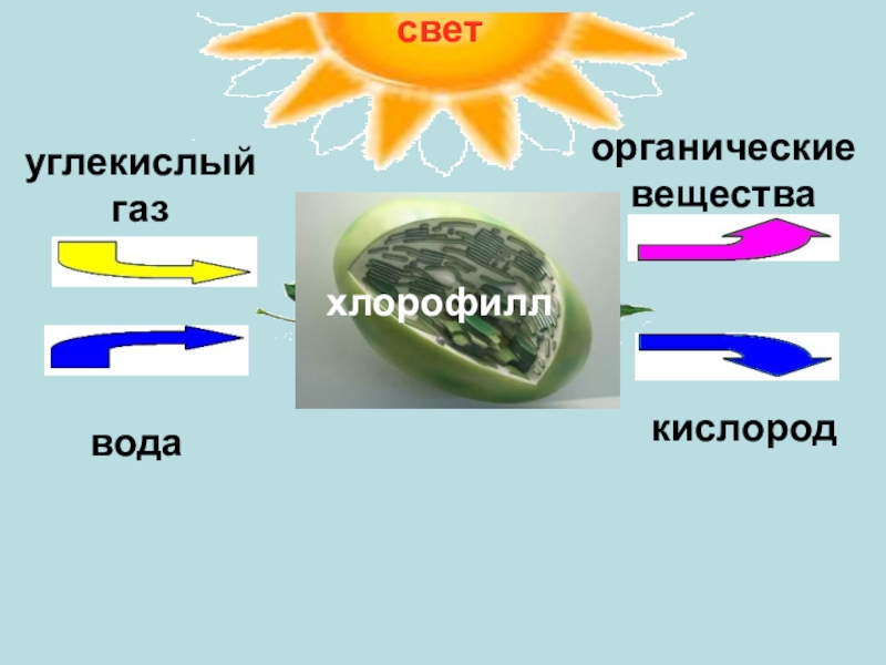 Определи и сопоставь с изображением вещества участвующие в фотосинтезе кислород и вода