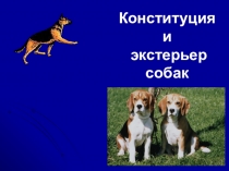 Презентация по кинологии на тему Конституция и экстерьер собак