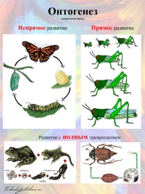 Раздаточный материал по теме: Онтогенез (ювенильный период)