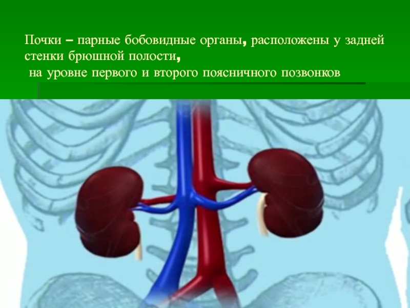 Почки органы расположенные у задней стенки. Парные бобовые органы расположенные узаднкй стенки брюшной полости.