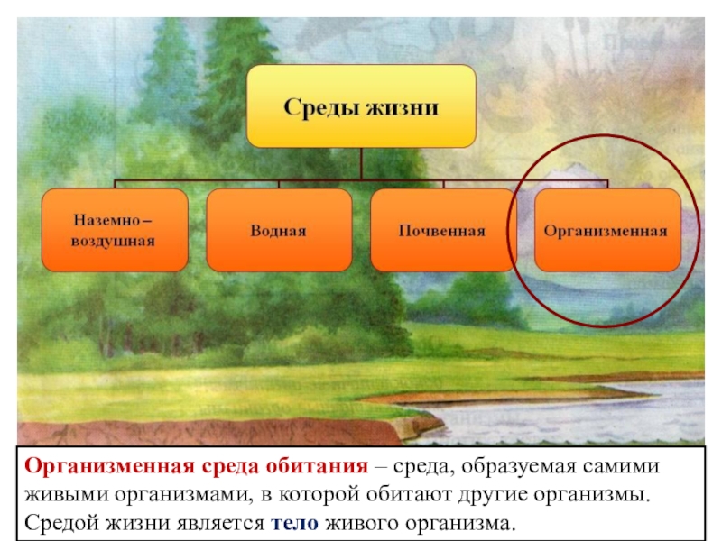 Организменная среда обитания презентация