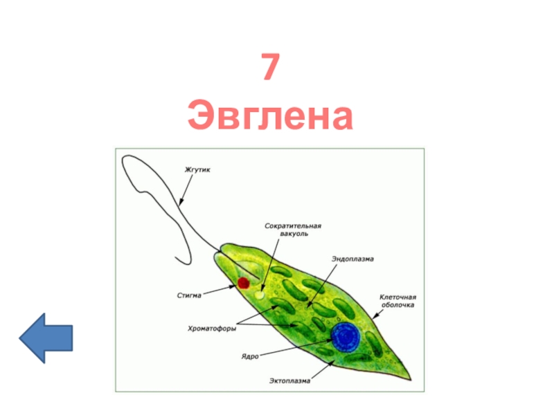 Какую функцию выполняет органоид у зеленой эвглены обозначенный на рисунке вопросительным знаком