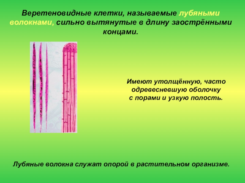 Ячейкой называется. Веретеновидновидные клетки. Веретенообразные клетки. Веретеновидная форма клеток. Веретенообразная форма клетки.