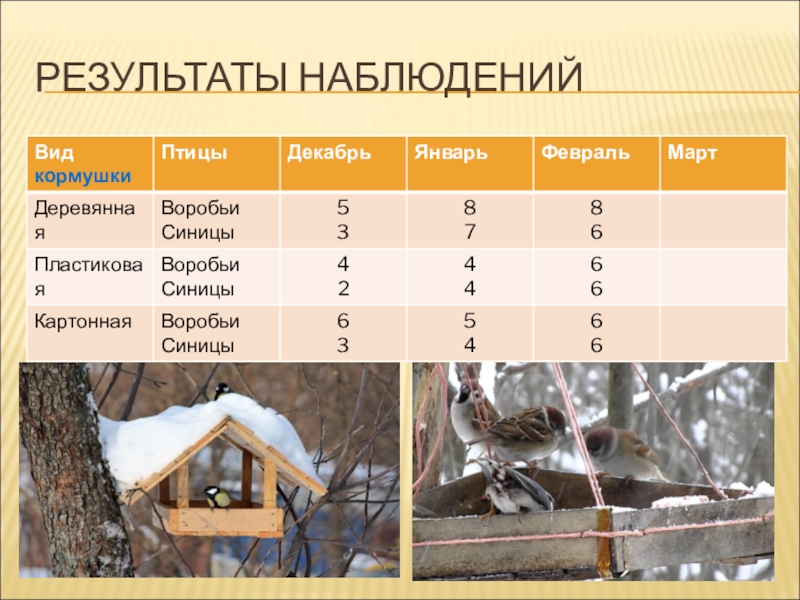 План наблюдения за птицами