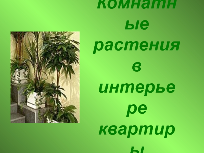 Презентация - Комнатные растения в интерьере квартиры
