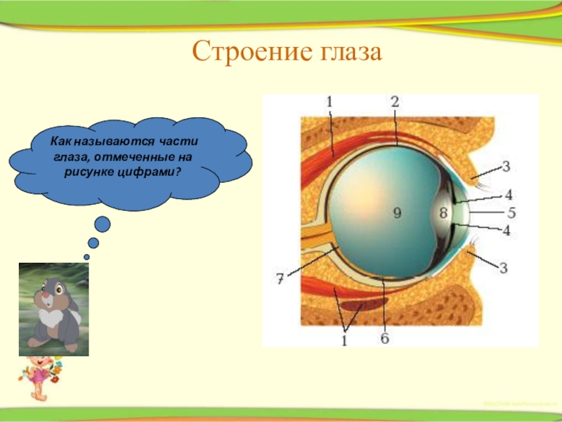 Презентация биология 8 класс зрительный анализатор строение и функции глаза