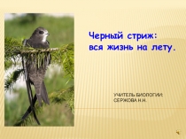 Презентация Черный стриж биология 7 класс