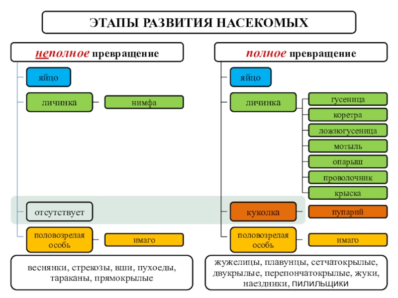 ЭТАПЫ РАЗВИТИЯ НАСЕКОМЫХнеполное превращениеполное превращениеяйцоотсутствуетполовозрелая особьличинкаяйцокуколкаполовозрелая особьличинкагусеницакоретраложногусеницамотыльопарышпроволочниккрысканимфаимагоимагопупарийвеснянки, стрекозы, вши, пухоеды, тараканы, прямокрылыежужелицы, плавунцы, сетчатокрылые, двукрылые, перепончатокрылые, жуки,