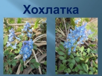 Презентация Первоцветы Сахалина