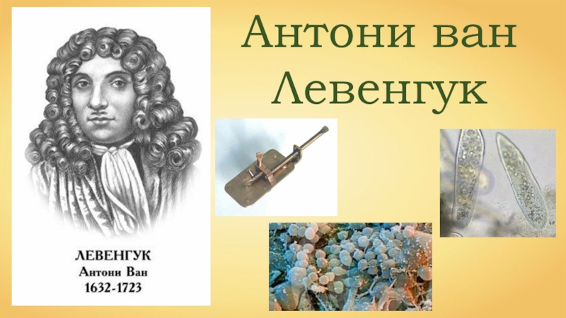 Антони ван. Ван Левенгук. Антони Ван Левенгук ЕГЭ. Антони Ван Левенгук ударение. Антони Ван Левенгук встреча Петром 1.