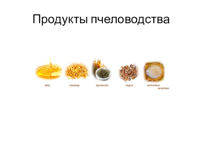 Продукция пчеловодства презентация