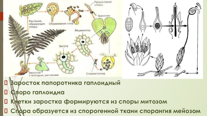 Спора гаплоидная или диплоидная