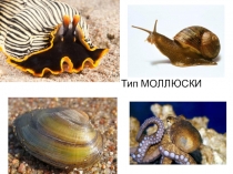 Тип Моллюски