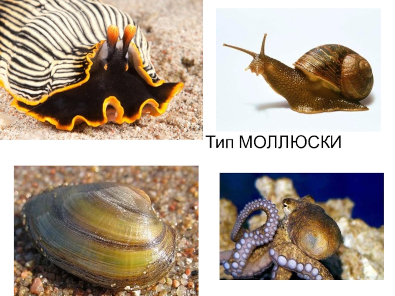 Какие виды моллюсков. Тип моллюски. Подвиды моллюсков. Тема моллюски. Тип моллюски представители.