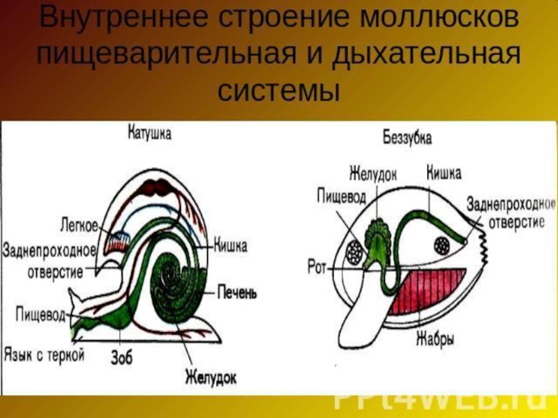 Дыхательная моллюсков. Дыхательная система брюхоногих моллюсков таблица. Класс брюхоногие моллюски пищеварительная система. Дыхательная система брюхоногих моллюсков схема. Брюхоногие моллюски органы дыхания сердце.