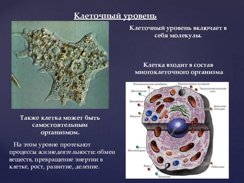 Клетки входящие в состав. Клеточный уровень организации. Клеточный уровень организации процессы. Клеточный уровень организации живого. Уровни организации клеточный тканевой.