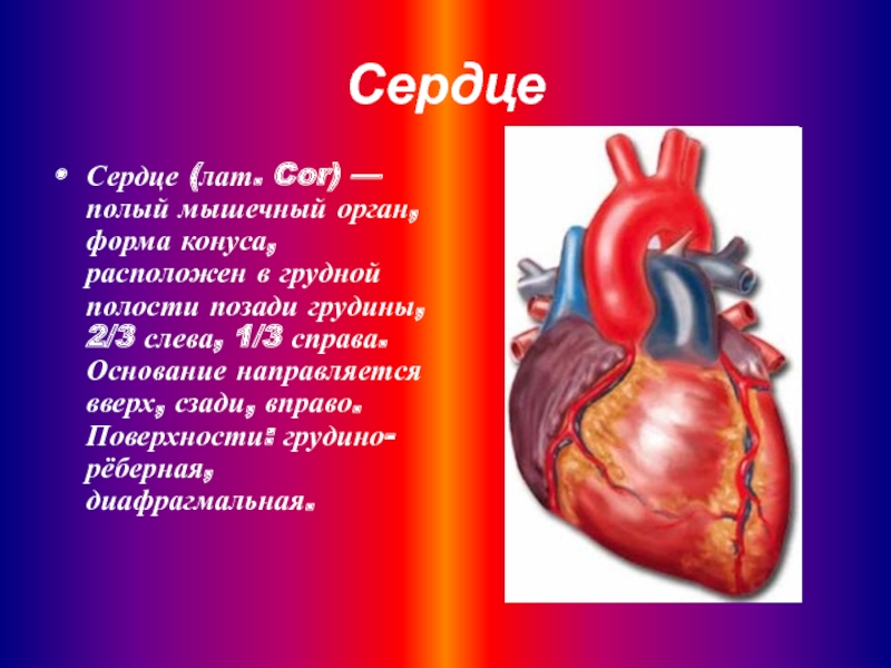 Проект сердце человека