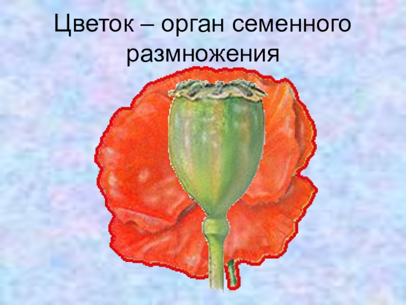 Цветок орган размножения. Цветок орган семенного. Органы размножения цветка. Цветок это орган семенного размножения растений. Цветок как орган семенного размножения.