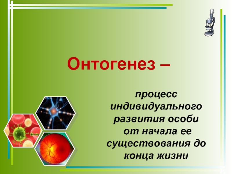 Презентация Презентация по биологии на тему Онтогенез