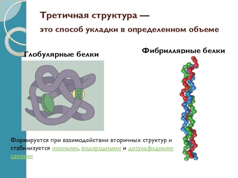 Вторичный белок примеры