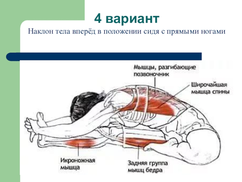 Как называется максимальное сгибание туловища вперед