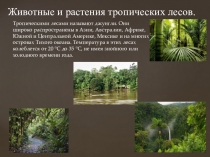 Презентация по теме Животные и растения тропических лесов