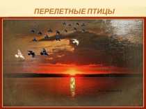 Перелетные птицы