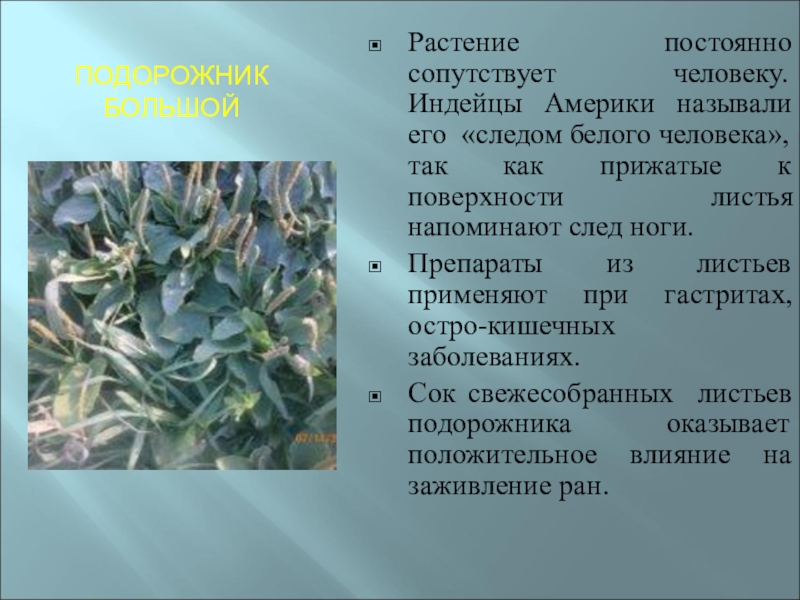 структура растительного сообщества. виды растительных сообществ. след белого человека растение. типы сообществ растений. растительное сообщество растений.