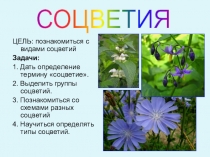 Презентация для урока в 6 классе по теме Соцветия