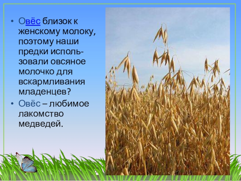 Овес начальная форма. Культурные растения овес. Презентация на тему зерновые культуры. Овес информация. Овес это зерновая культура.